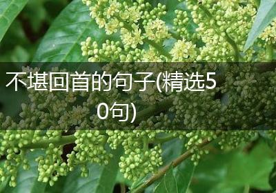 不堪回首的句子(精选50句)