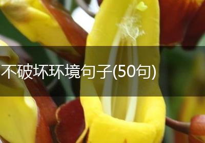 不破坏环境句子(50句)