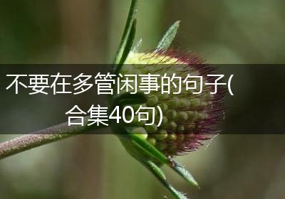 不要在多管闲事的句子(合集40句)