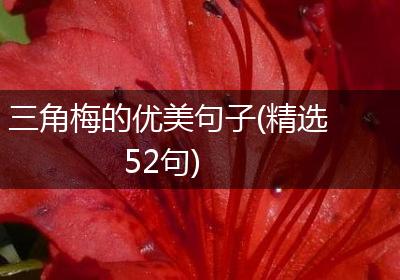 三角梅的优美句子(精选52句)