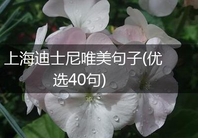 上海迪士尼唯美句子(优选40句)