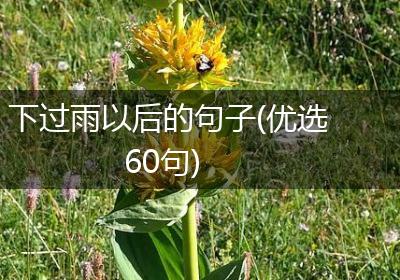 下过雨以后的句子(优选60句)