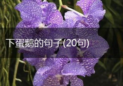 下蛋鹅的句子(20句)