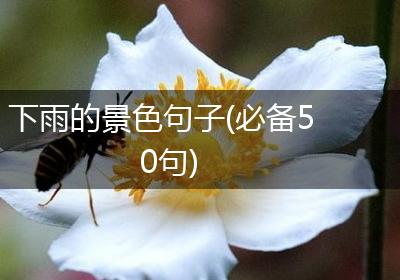 下雨的景色句子(必备50句)