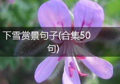 下雪赏景句子(合集50句)