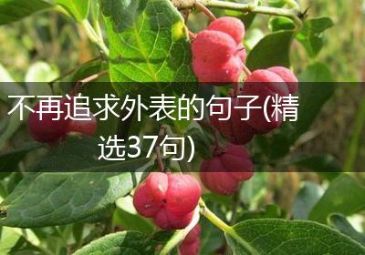 不再追求外表的句子(精选37句)