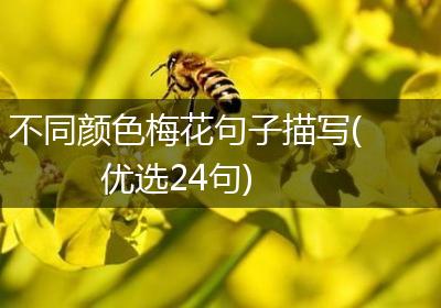 不同颜色梅花句子描写(优选24句)