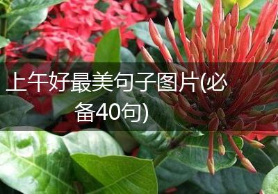 上午好最美句子图片(必备40句)
