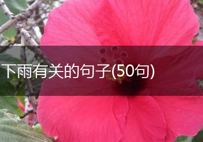 下雨有关的句子(50句)