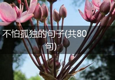 不怕孤独的句子(共80句)