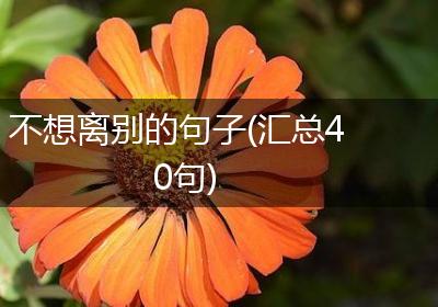 不想离别的句子(汇总40句)