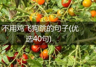 不用鸡飞狗跳的句子(优选40句)