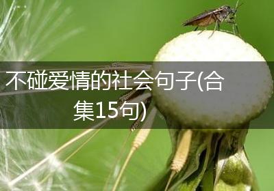 不碰爱情的社会句子(合集15句)