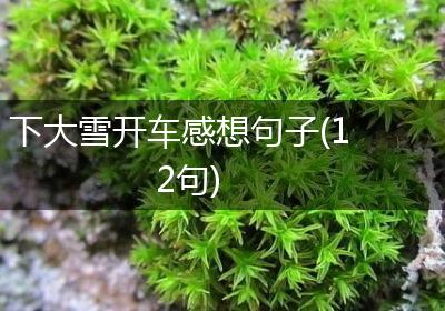 下大雪开车感想句子(12句)