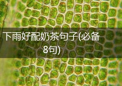 下雨好配奶茶句子(必备8句)