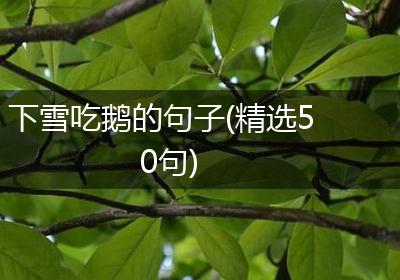 下雪吃鹅的句子(精选50句)