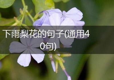 下雨梨花的句子(通用40句)