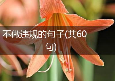 不做违规的句子(共60句)