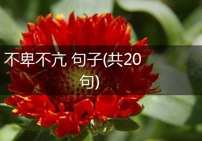 不卑不亢 句子(共20句)