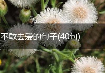 不敢去爱的句子(40句)