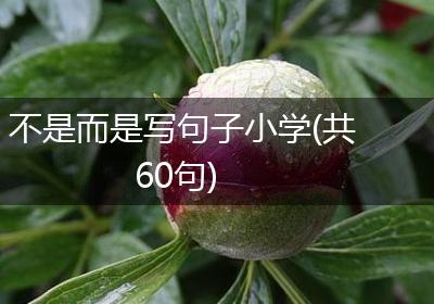 不是而是写句子小学(共60句)