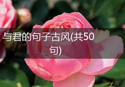 与君的句子古风(共50句)