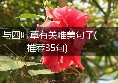 与四叶草有关唯美句子(推荐35句)