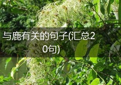 与鹿有关的句子(汇总20句)