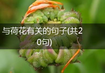 与荷花有关的句子(共20句)