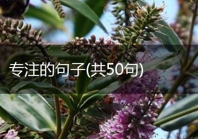 专注的句子(共50句)
