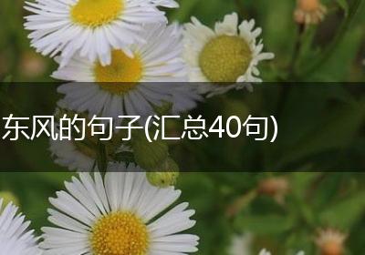 东风的句子(汇总40句)