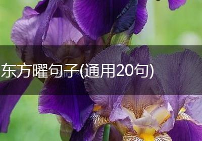 东方曜句子(通用20句)