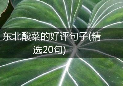 东北酸菜的好评句子(精选20句)