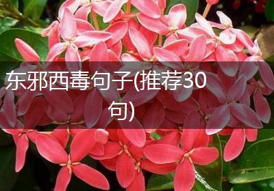 东邪西毒句子(推荐30句)