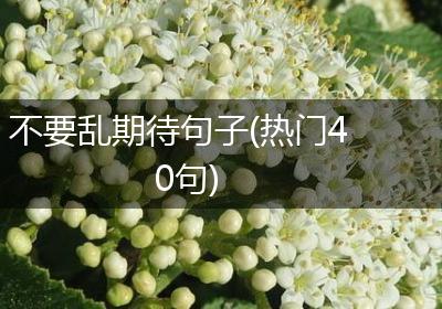不要乱期待句子(热门40句)