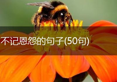 不记恩怨的句子(50句)