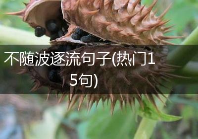 不随波逐流句子(热门15句)