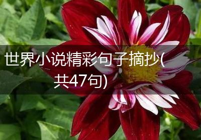 世界小说精彩句子摘抄(共47句)