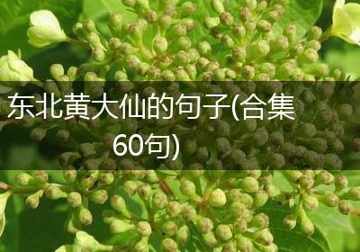 东北黄大仙的句子(合集60句)