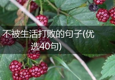 不被生活打败的句子(优选40句)