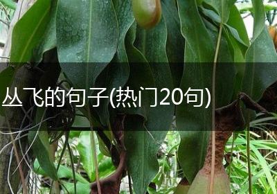 丛飞的句子(热门20句)