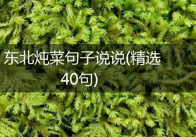 东北炖菜句子说说(精选40句)