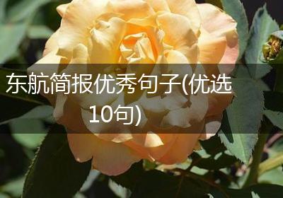 东航简报优秀句子(优选10句)