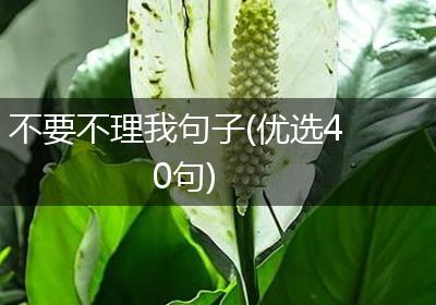 不要不理我句子(优选40句)