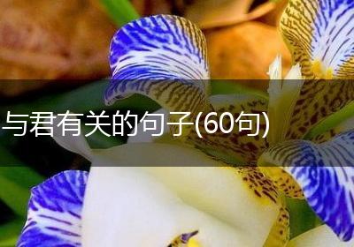 与君有关的句子(60句)