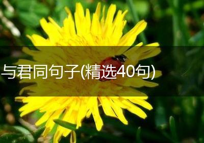 与君同句子(精选40句)