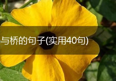 与桥的句子(实用40句)
