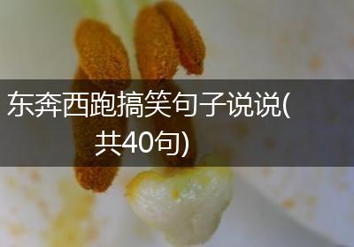 东奔西跑搞笑句子说说(共40句)