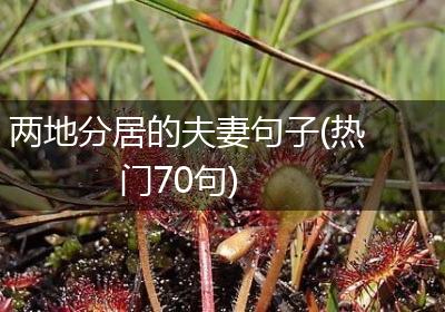 两地分居的夫妻句子(热门70句)