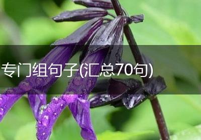 专门组句子(汇总70句)